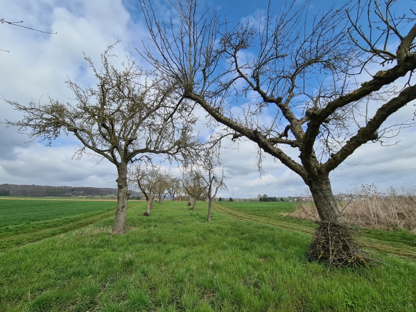 Waldgirmes - (c) M Mueller.jpg